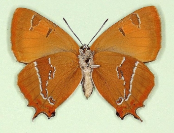 nov Brown Hairstreak (Thecla betulae)