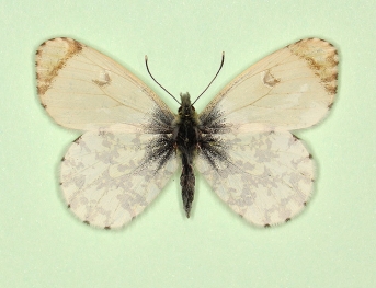 nov Orange-tip (Anthocharis cardamines)