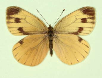 citronea Green-veined White (Pieris napi)