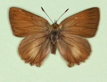 pathological Green Hairstreak (Callophrys rubi)