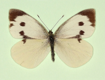 homoeotic Large White (Pieris brassicae)