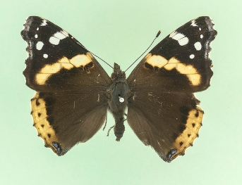 rosea Red Admiral (Vanessa atalanta)
