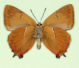 nov Brown Hairstreak (Thecla betulae)