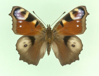 semi-ocellata Peacock (Inachis io)