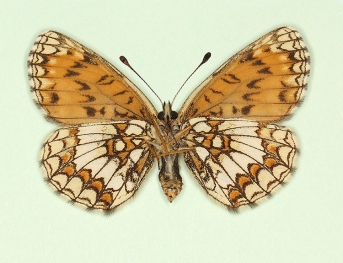 nov Heath Fritillary (Melitaea athalia)