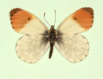 salmonea Orange-tip (Anthocharis cardamines)