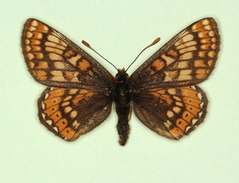 virgata Marsh Fritillary (Euphydryas aurinia)