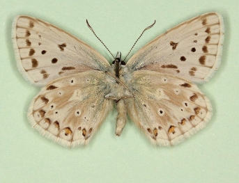 antifowleri + obsoleta + i-nigrum Chalkhill Blue (Polyommatus (Lysandra) coridon)