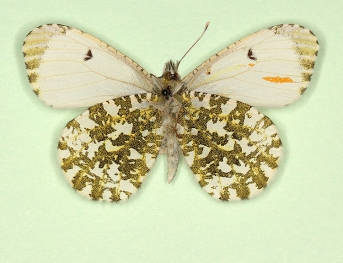 gynandrous Orange-tip (Anthocharis cardamines)