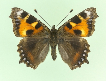 lucia Small Tortoiseshell (Aglais urticae)