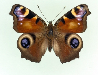 ab. nov Peacock (Inachis io)