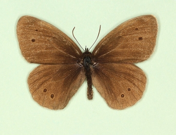 ab. nov Ringlet (Aphantopus hyperanthus)