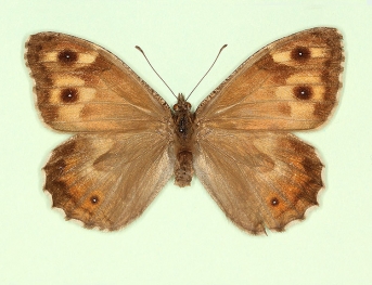 ab. nov Grayling (Hipparchia semele)