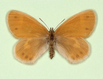 ejecta Large heath (Coenonympha tullia)