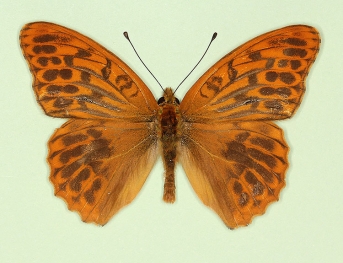 ocellata Silver-washed Fritillary (Argynnis paphia)