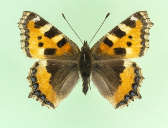 griseomarginata Small Tortoiseshell (Aglais urticae)