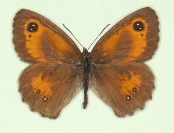 postexcessa Gatekeeper (Pyronia tithonus)