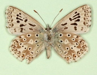 antidiscoidajuncta Chalkhill Blue (Polyommatus (Lysandra) coridon)