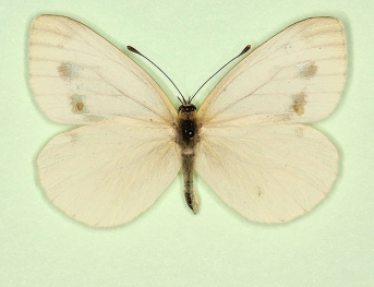 pallidus Green-veined White (Pieris napi)