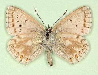 sinisultraalbesco + antiobsoleta + postcaeca Chalkhill Blue (Polyommatus (Lysandra) coridon)