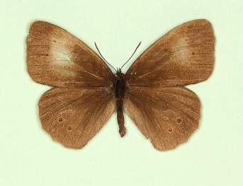 anti-pathological Ringlet (Aphantopus hyperanthus)