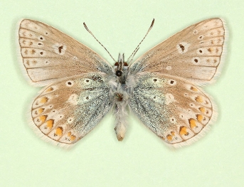 subobsoleta Common Blue (Polyommatus (Lysandra) icarus)