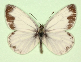 funebris Green-veined White (Pieris napi)