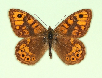 melania Wall (Lassiommata megaera)