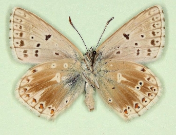 postfulvescens + obsoleta Chalkhill Blue (Polyommatus (Lysandra) coridon)