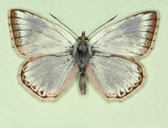 punctata Chalkhill Blue (Polyommatus (Lysandra) coridon)
