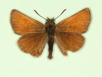 ab. nov Essex Skipper (Thymelicus lineola)