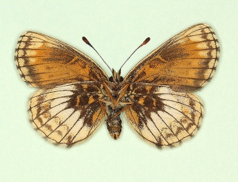 cymothoe Heath Fritillary (Melitaea athalia)