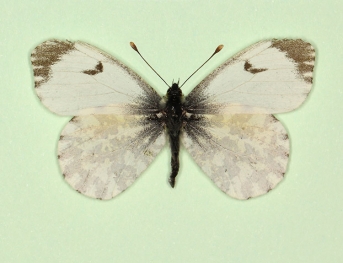 nov Orange-tip (Anthocharis cardamines)