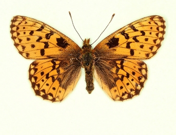 ab. nov Pearl-bordered Fritillary (Boloria euphrosyne)