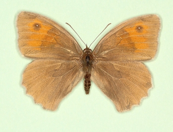 grisea-aurea Meadow Brown (Maniola jurtina)