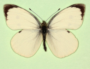 Large White (Pieris brassicae)