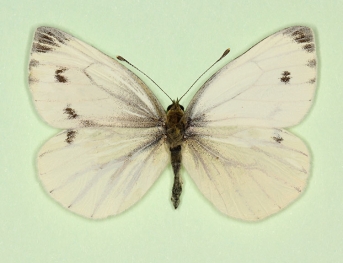 Bilateral gynandromorph Green-veined White (Pieris napi)