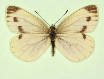 fuscosignata Green-veined White (Pieris napi)