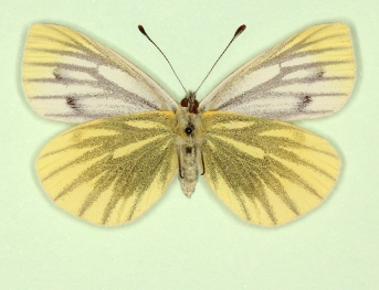henrici Green-veined White (Pieris napi)