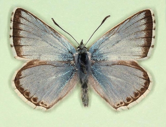 major Chalkhill Blue (Polyommatus (Lysandra) coridon)