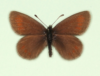 caeca Mountain Ringlet (Erebia epiphron)