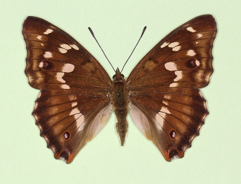 monophana Purple Emperor (Apatura iris)