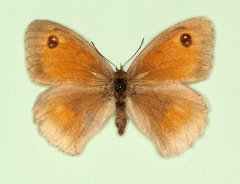 pallidemarginata Gatekeeper (Pyronia tithonus)