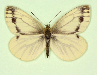 continua Green-veined White (Pieris napi)