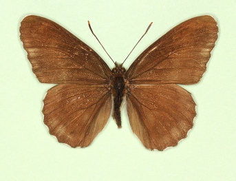 nigrina White Admiral (Limenitis camilla)