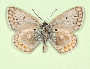 albescens + barnumi + obsoleta Common Blue (Polyommatus (Lysandra) icarus)