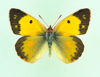 dentata Clouded Yellow (Colias croceus)