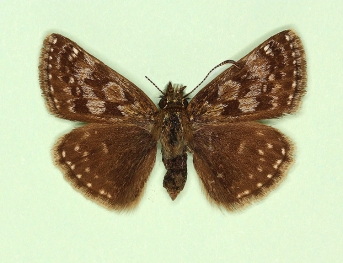 albalinea Dingy Skipper (Erynnis tages)