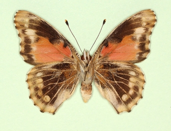 to name Painted Lady (Vanessa cardui)