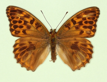 ocellata Silver-washed Fritillary (Argynnis paphia)